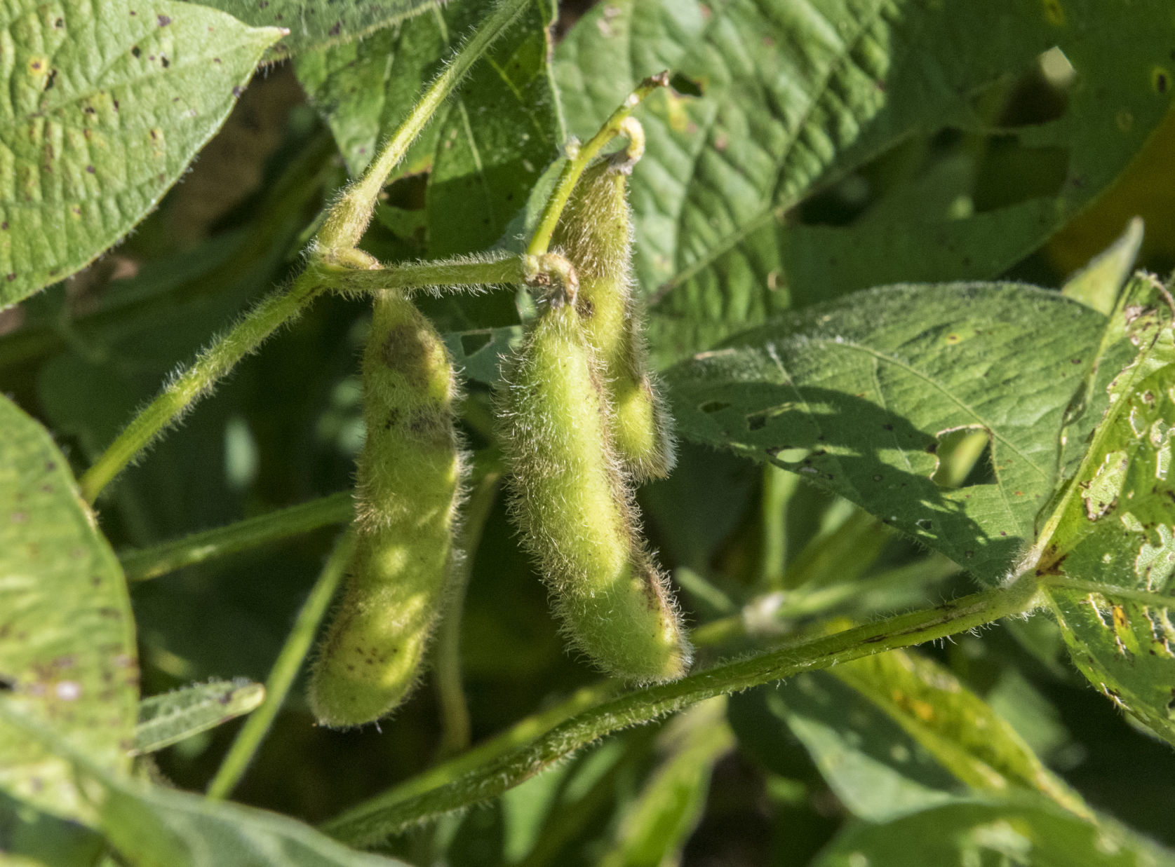 Glyphosate